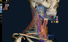 Resultado de imagen de atlas anatomia 3d