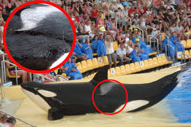 Resultado de imagen de imagenes de loro parque