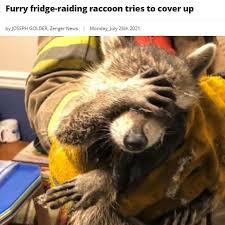 Jenifer Kanin 🦝 🐇🍁 (@garyunmasked) • Instagram photos and ...