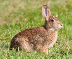 Image result for RABBIT