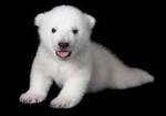 ss-130306-AT-polar-bear.ss_full.jpg - ss-130306-AT-polar-bear.ss_full