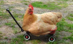 Image result for chicken