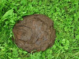 Image result for image of dung