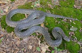 Image result for king snake