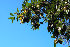 Image result for Terminalia trichopoda