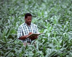 Image of Agricultural research scientist