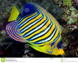 Image result for angelfish