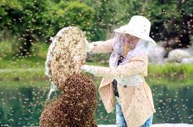 Résultat de recherche d'images pour "covered in bees"
