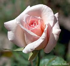 Image result for tea roses