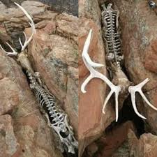 Mysterious spiral-horned creature found near Stonehenge?