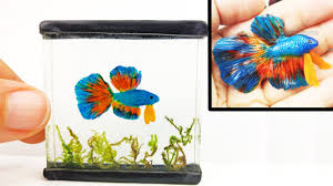 Image result for betta fish tank