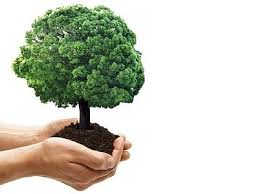 Risultati immagini per giornata dell'albero