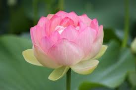 「花」の画像検索結果