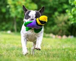 dog playing with a plush toyの画像