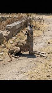 Gabe's remarkable transformation from a vulnerable stray to ...