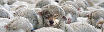 Image result for sheeps among wolves