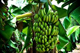 banana plants ile ilgili görsel sonucu