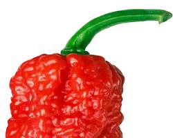 Carolina Reaper chili pepper