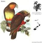 Kaka do parrots live in the rainforest <?=substr(md5('https://encrypted-tbn1.gstatic.com/images?q=tbn:ANd9GcSdUeV3N0cUtaegWYAGdJTHe06P6J9_naY_Yar3jqTMtkDw3bgtckC92aOXbw'), 0, 7); ?>