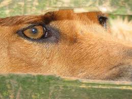 Das Auge des Dingos - Bild \u0026amp; Foto von Tanja Hohnwald aus Wildlife ...