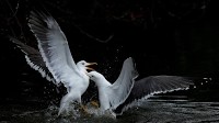 News in Pics | April 20, 2025: Best photos from around the world