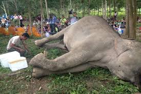 Zoo elephant dies in Jaldapara
