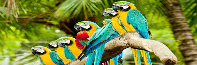 Image result for macaw parrot hd
