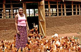 Image result wey dey for picture of livestock farmer undergoing stress