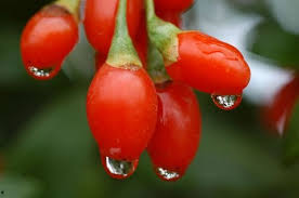 Image result for chinese fruits