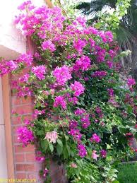 Image result for ‫گل کاغذی‬‎