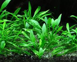 Image of Cryptocoryne parva aquarium plant