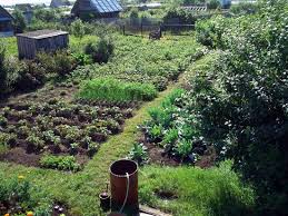 Image result for tolstoy dacha