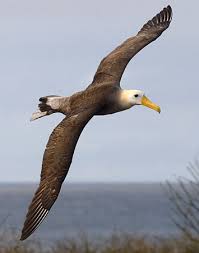 Image result for albatross