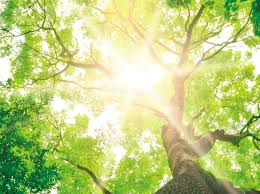 Bildergebnis für tree of life