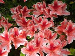 Image result for Azalea azaleas