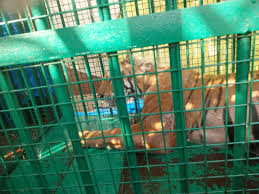 The End of a Man-Eater: Relief in Lakhimpur as Forest Officials Capture Rogue Tigress