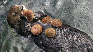 Image result for Sea Otter