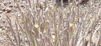 Image result for Kleinia longiflora