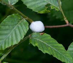 Image result for spittle bug