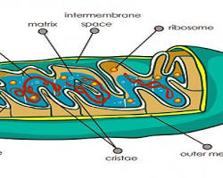 Image of الميتوكوندريا في الخلية النباتية