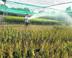 Hình ảnh về Trung Tâm Giống Cây Trồng Bến Tre