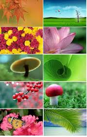 Image result for Amazing HD Nature Wallpapers For Desktop