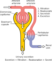 Picture of Excretion