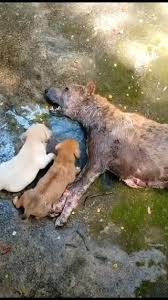 Puppy Saved After Three-Hour Rescue Operation, Emotional ...