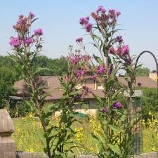 Image result for ironweed plant