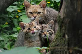 Image result for wild cat photos