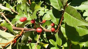 Image result for goumi