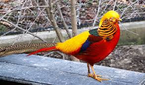 Hasil gambar untuk Golden pheasant