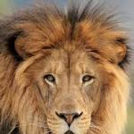 Lions suspected poachers Eastern Cape