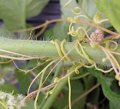 external image images?q=tbn:ANd9GcSegujEPpaMyuxBG0SNDkxEwfeI1Jfospr4_MwQjc3o78aN8S194w